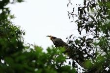 Kelvyn Willian - Tucano, Parque Estadual de Vila Velha 
