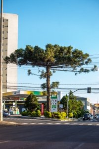 Araucária